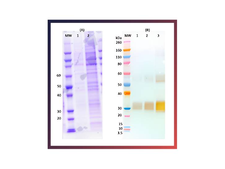 IBT Bioservices Recombinant Angola Marburg Virus GPΔTM – 500Ug, Biomolecules and Materials, IBT Bioservices, MSE Supplies