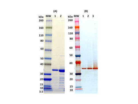 IBT Bioservices Recombinant HLA, Tag Free (S. Aureus), Biomolecules and Materials, IBT Bioservices, MSE Supplies