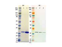 IBT Bioservices Recombinant HLG A, Tag Free (S. Aureus), Biomolecules and Materials, IBT Bioservices, MSE Supplies