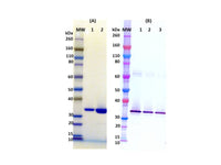 IBT Bioservices Recombinant HLG C, Tag Free (S. Aureus), Biomolecules and Materials, IBT Bioservices, MSE Supplies