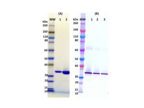 IBT Bioservices Recombinant HLG C, Tag Free (S. Aureus), Biomolecules and Materials, IBT Bioservices, MSE Supplies