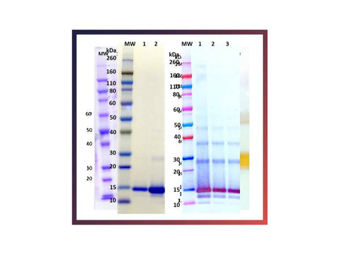 IBT Bioservices Recombinant Lassa Virus Z Protein, Biomolecules and Materials, IBT Bioservices, MSE Supplies
