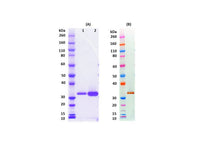 IBT Bioservices Recombinant Luke (Tag Free), Biomolecules and Materials, IBT Bioservices, MSE Supplies