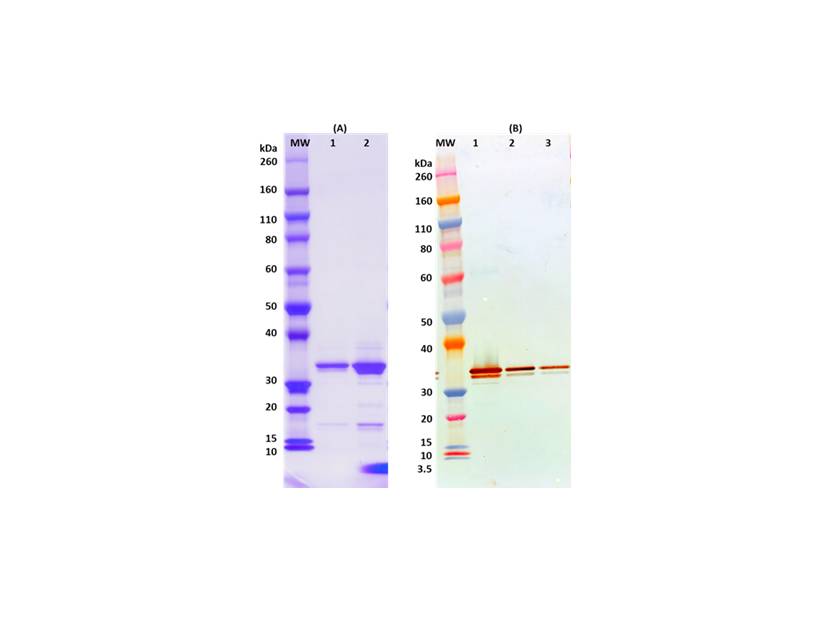 IBT Bioservices Recombinant Marburg VP40, Biomolecules and Materials, IBT Bioservices, MSE Supplies