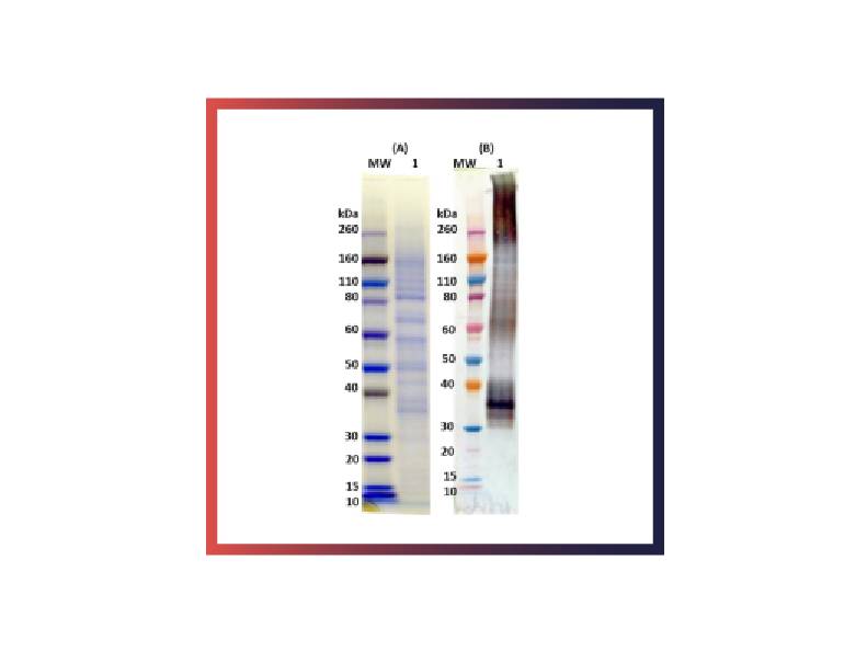 IBT Bioservices Recombinant Musoke Marburg Virus GPΔTM, Biomolecules and Materials, IBT Bioservices, MSE Supplies