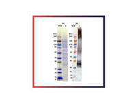 IBT Bioservices Recombinant Musoke Marburg Virus GPΔTM, Biomolecules and Materials, IBT Bioservices, MSE Supplies