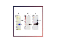 IBT Bioservices Recombinant Ravn Virus GPΔmuc (S2), Biomolecules and Materials, IBT Bioservices, MSE Supplies