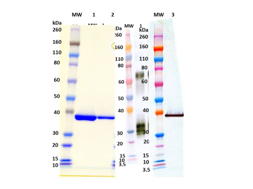 IBT Bioservices Recombinant S. Aureus Luks-Pv (His-Tagged, N-Terminus), Biomolecules and Materials, IBT Bioservices, MSE Supplies