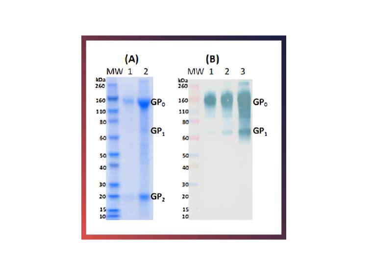 IBT Bioservices Recombinant Sudan Ebola Virus GPΔTM (Mammalian), Biomolecules and Materials, IBT Bioservices, MSE Supplies