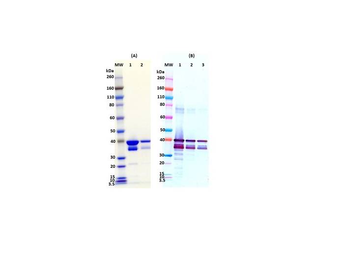 IBT Bioservices Recombinant Sudan Virus VP40 (SUDV Vp40), Biomolecules and Materials, IBT Bioservices, MSE Supplies