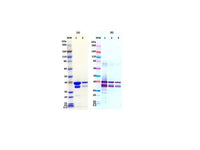IBT Bioservices Recombinant Sudan Virus VP40 (SUDV Vp40), Biomolecules and Materials, IBT Bioservices, MSE Supplies