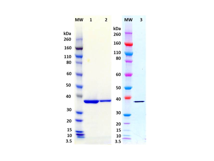 IBT Bioservices S. Aureus Recombinant Leukocidin-D (Tag Free), Biomolecules and Materials, IBT Bioservices, MSE Supplies