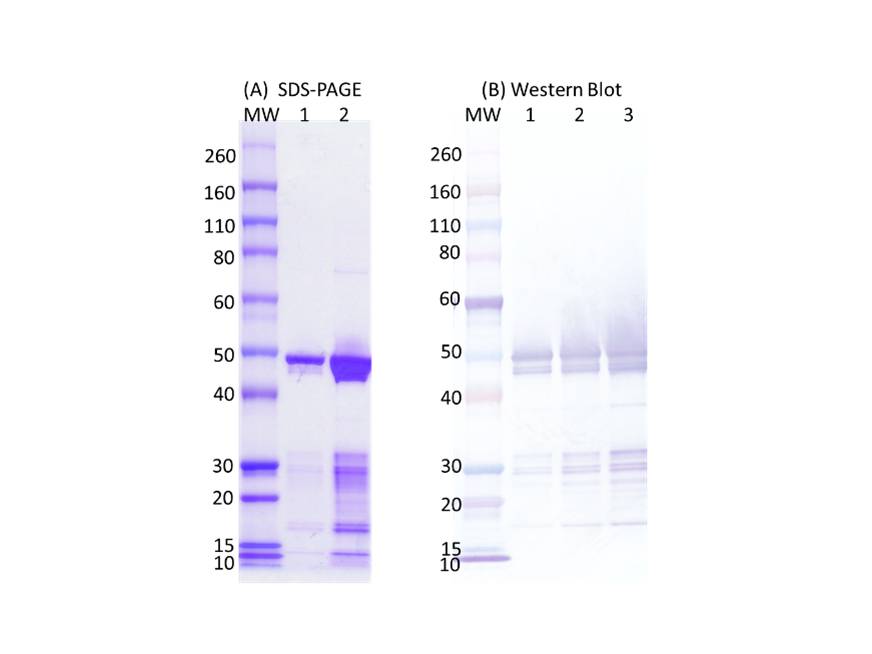 IBT Bioservices Sars-Cov2 Nucleocapsid Protein, Biomolecules and Materials, IBT Bioservices, MSE Supplies
