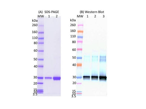 IBT Bioservices Sars-COV2 Receptor Binding Domain (RBD), Biomolecules and Materials, IBT Bioservices, MSE Supplies