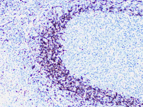 IgD Monoclonal Antibody Stored at -20°C