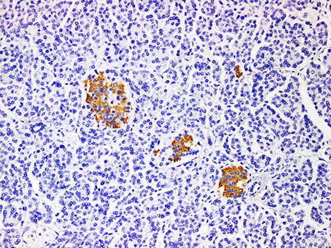 Insulin Monoclonal Antibody Stored at -20°C