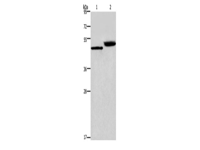 Cathepsin E Polyclonal Antibody Store at -20°C - MSE Supplies LLC