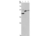 CYR61 Polyclonal Antibody Store at -20°C