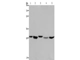 ECHS1 Polyclonal Antibody