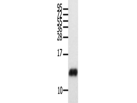 CCL28 Polyclonal Antibody