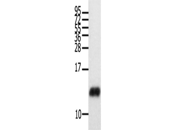 CCL28 Polyclonal Antibody Store at -20°C