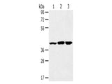 JNK2 Polyclonal Antibody Store at -20°C, Biomarkers, Elabscience Biotechnology, MSE Supplies
