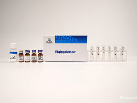 Water-soluble Long-arm Biotin Labeling Kit (50 kD Filtration Tube), Cell Assays, Elabscience Biotechnology, MSE Supplies