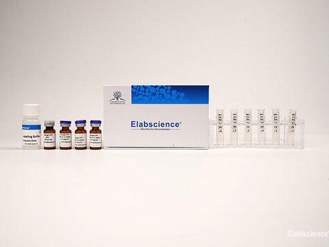 Chromogenic Biotin Labeling Kit (10 KD Filtration tube) - MSE Supplies LLC