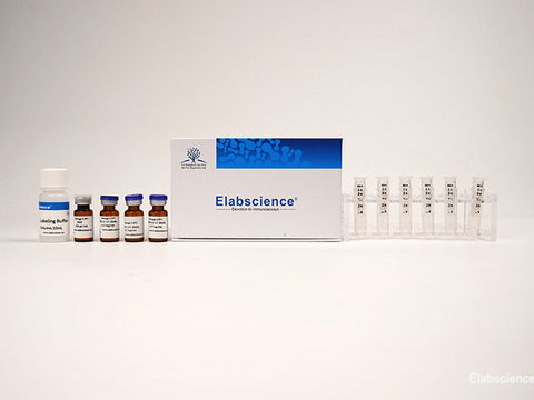 FITC Labeling Kit (10 KD Filtration Tube), Cell Assays, Elabscience Biotechnology, MSE Supplies