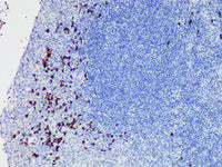 Lambda Monoclonal Antibody stored at 2~8°C