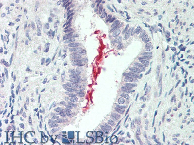 IL19 Polyclonal Antibody Store at -20°C