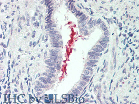 IL19 Polyclonal Antibody Store at -20°C