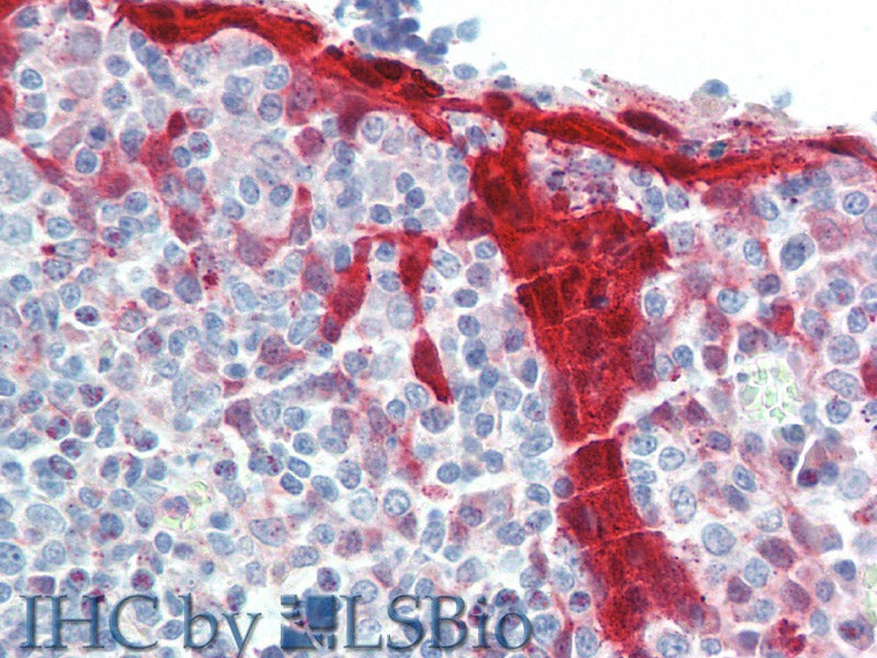 NLRP7 Polyclonal Antibody Store at -20°C
