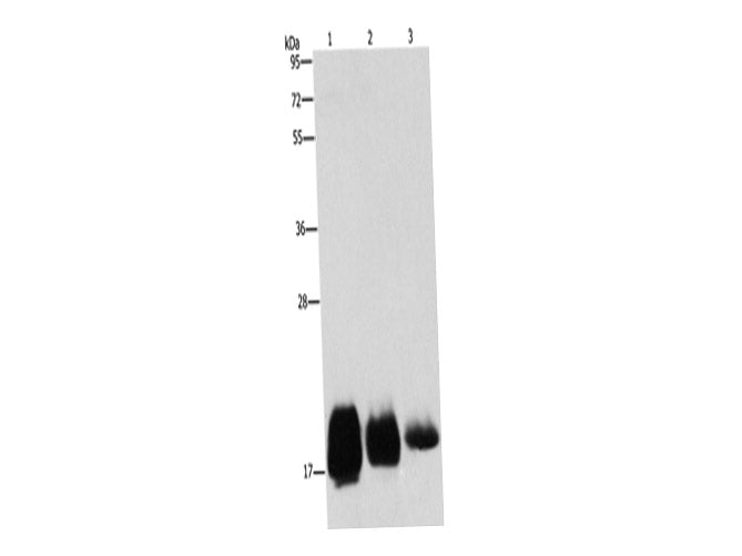 CD59 Polyclonal Antibody Store at -20°C