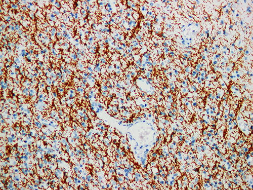 MBP Monoclonal Antibody Stored at 2~8°C