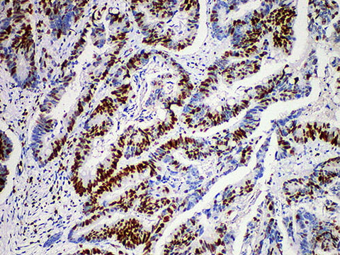MCM2 Monoclonal Antibody Stored at -20°C