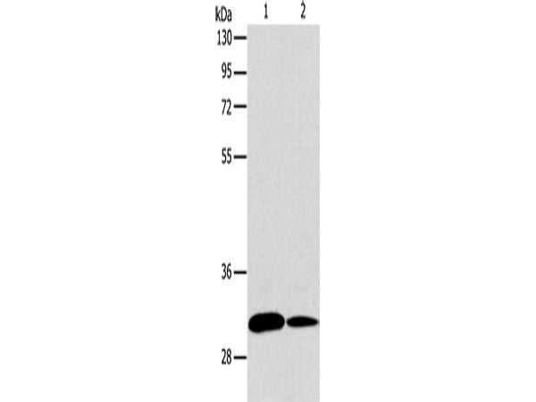 ATG5 Polyclonal Antibody Store at -20°C
