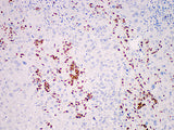 MPO Monoclonal Antibody Stored at 2~8°C