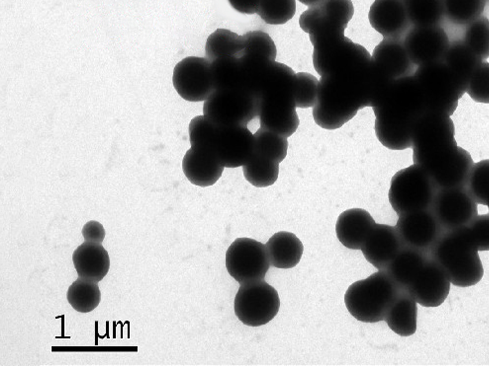 MSE PRO Silica-coated Magnetic (Fe<sub>3</sub>O<sub>4</sub>) Nanoparticles Water Solution, 1mg/mL, Chemicals and Compounds, MSE Supplies LLC, MSE Supplies