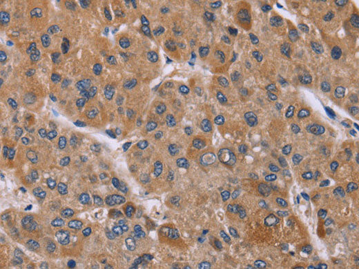 Cyclophilin F Polyclonal Antibody Store at -20°C