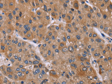 Cyclophilin F Polyclonal Antibody Store at -20°C