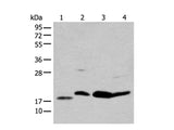BCL2 Polyclonal Antibody Store at -20°C