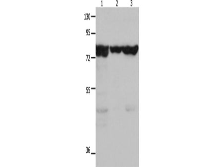 HSP75 Polyclonal Antibody Store at -20°C
