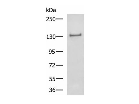 MAGEL2 Polyclonal Antibody