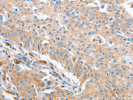 WNT3A Polyclonal Antibody Store at -20°C - MSE Supplies LLC