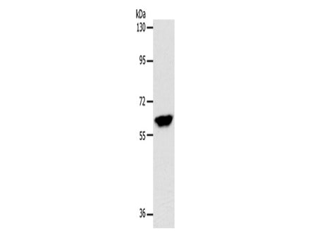INA Polyclonal Antibody Store at -20°C