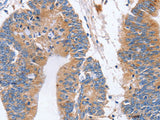 CD327 Polyclonal Antibody Store at -20°C