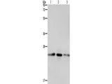 EMC8 Polyclonal Antibody Store at -20°C