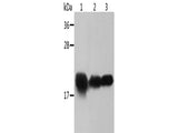Crystallin-alpha B Polyclonal Antibody Store at -20°C