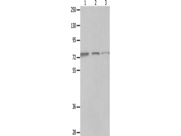 MAGED1 Polyclonal Antibody Store at -20°C